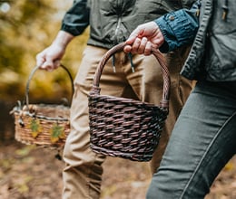 Article-Image-A-field-guide-to-common-edible-plants_