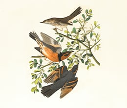 Article-Image-An-artists-mission-to-paint-the-dozens-of-bird-species-referenced-by-Shakespeare-_