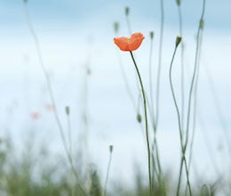 Article-Image-Beyond-Duolingo_-smart-language-learning-apps-without-an-agenda_-1