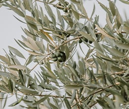 Article-Image-The-one-anti-inflammatory-ingredient-you-should-use-every-day_