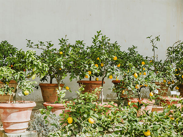 BOR-Image-6-fast-growing-fruit-trees-you-can-easily-grow-in-your-own-backyard_