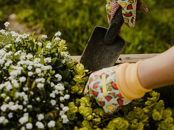 BOR-Image-Gardening-101_-An-interview-with-a-master-gardener_