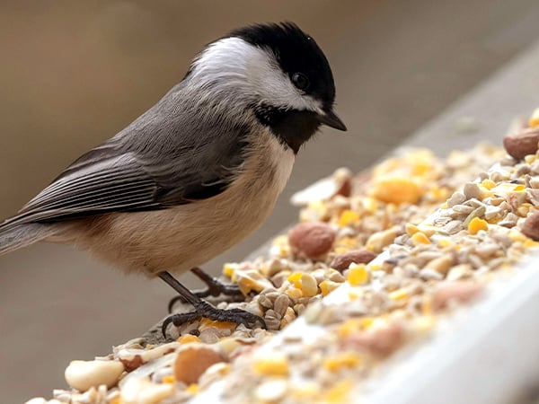BOR-Image-This-compostable-bird-feeder-is-the-perfect-DIY-winter-craft_